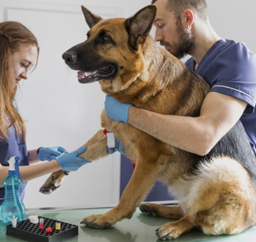 dog
